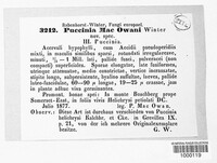 Puccinia macowanii image